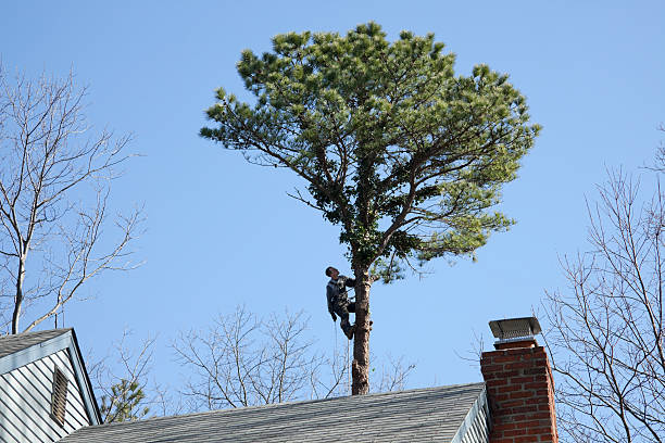 Best Commercial Tree Services  in USA